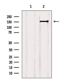 GRF-1 Polyclonal Antibody:Antibodies, Polyclonal