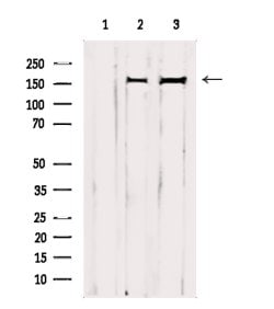 GRF-1 Polyclonal Antibody:Antibodies, Polyclonal