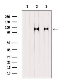 Invitrogen Phospho-TrkC (Tyr705) Polyclonal Antibody 100 &mu;L; Unconjugated:Antibodies,