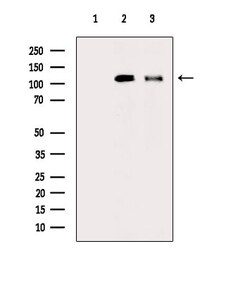 Invitrogen Phospho-TrkC (Tyr705) Polyclonal Antibody 100 &mu;L; Unconjugated:Antibodies,