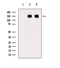 Invitrogen SF3B1 Polyclonal Antibody 100 &mu;L; Unconjugated:Antibodies,