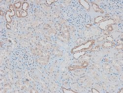 Invitrogen Phospho-ILK (Ser343) Polyclonal Antibody 100 &mu;L; Unconjugated:Antibodies,
