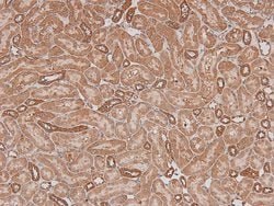 Invitrogen Phospho-ILK (Ser343) Polyclonal Antibody 100 &mu;L; Unconjugated:Antibodies,