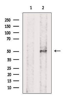 Invitrogen Phospho-ILK (Ser343) Polyclonal Antibody 100 &mu;L; Unconjugated:Antibodies,
