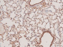 Invitrogen Phospho-STK38/STK38L (Thr444, Thr442) Polyclonal Antibody 100