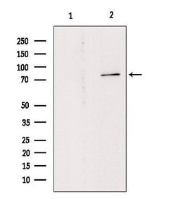 Invitrogen Phospho-PKC theta (Tyr90) Polyclonal Antibody 100 &mu;L; Unconjugated:Antibodies,