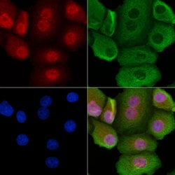 Invitrogen Phospho-PTRF (Tyr156) Polyclonal Antibody 100 &mu;L; Unconjugated:Antibodies,