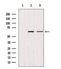 Invitrogen Phospho-PTRF (Tyr156) Polyclonal Antibody 100 &mu;L; Unconjugated:Antibodies,