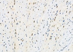 Invitrogen Ubiquilin 4 Polyclonal Antibody 100 &mu;L; Unconjugated:Antibodies,