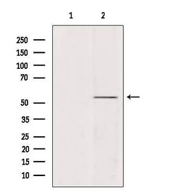 Invitrogen Ubiquilin 4 Polyclonal Antibody 100 &mu;L; Unconjugated:Antibodies,