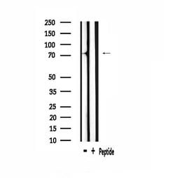 Invitrogen v-Myb Polyclonal Antibody 100 &mu;L; Unconjugated:Antibodies,