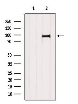 Invitrogen A20A3 Polyclonal Antibody 100 &mu;L | Buy Online | Invitrogen&trade; | Fisher Scientific