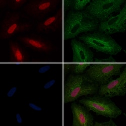 Invitrogen A20A3 Polyclonal Antibody 100 &mu;L | Buy Online | Invitrogen&trade; | Fisher Scientific