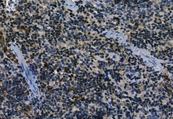 Invitrogen APOBEC3A Polyclonal Antibody 100 &mu;L; Unconjugated:Antibodies,
