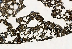 Invitrogen APOBEC3A Polyclonal Antibody 100 &mu;L; Unconjugated:Antibodies,