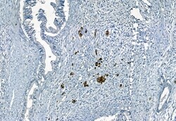 Invitrogen APOBEC3A Polyclonal Antibody 100 &mu;L; Unconjugated:Antibodies,