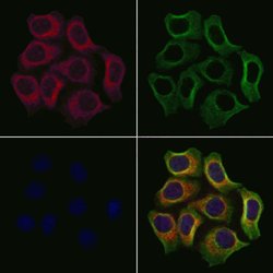 Invitrogen APOOL Polyclonal Antibody 100 &mu;L | Buy Online | Invitrogen&trade; | Fisher Scientific
