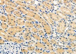 Invitrogen APOOL Polyclonal Antibody 100 &mu;L | Buy Online | Invitrogen&trade; | Fisher Scientific