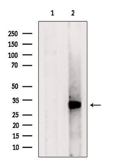 Invitrogen APOOL Polyclonal Antibody 100 &mu;L | Buy Online | Invitrogen&trade; | Fisher Scientific