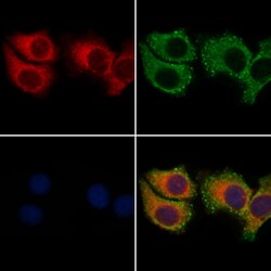 Invitrogen ARHGEF19 Polyclonal Antibody 100 &mu;L; Unconjugated:Antibodies,