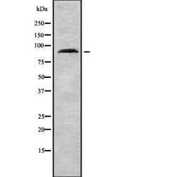 Invitrogen ARHGEF19 Polyclonal Antibody 100 &mu;L; Unconjugated:Antibodies,