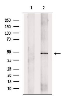 Invitrogen Arrdc4 Polyclonal Antibody 100 &mu;L | Buy Online | Invitrogen&trade; | Fisher Scientific