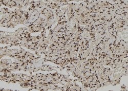 Invitrogen C/EBP zeta Polyclonal Antibody 100 &mu;L; Unconjugated:Antibodies,