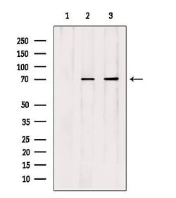 Invitrogen APC6 Polyclonal Antibody 100 &mu;L; Unconjugated:Antibodies,