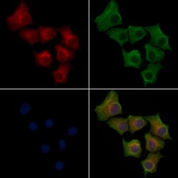 Invitrogen CEP152 Polyclonal Antibody 100 &mu;L; Unconjugated:Antibodies,