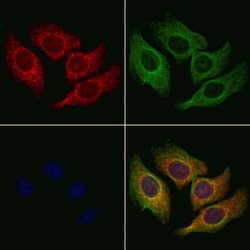 Invitrogen COX7A2/COX7A3 Polyclonal Antibody 100 &mu;L; Unconjugated:Antibodies,
