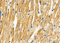 Invitrogen COX7A2/COX7A3 Polyclonal Antibody 100 &mu;L; Unconjugated:Antibodies,