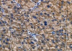 Invitrogen EPS8L3 Polyclonal Antibody 100 &mu;L; Unconjugated:Antibodies,
