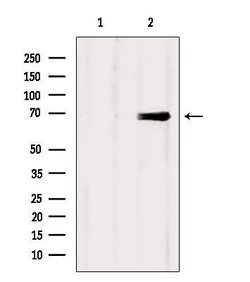 Invitrogen EPS8L3 Polyclonal Antibody 100 &mu;L; Unconjugated:Antibodies,