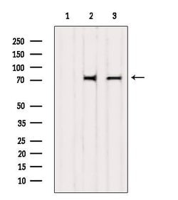 Invitrogen GBP4 Polyclonal Antibody 100 &mu;L; Unconjugated:Antibodies,