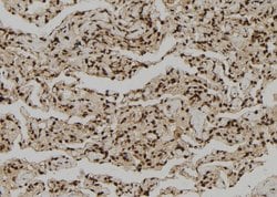 Invitrogen Granzyme H Polyclonal Antibody 100 &mu;L; Unconjugated:Antibodies,