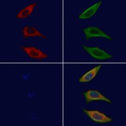 Invitrogen GRAP Polyclonal Antibody 100 &mu;L; Unconjugated:Antibodies,