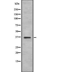 Invitrogen GOSR1 Polyclonal Antibody 100 &mu;L; Unconjugated:Antibodies,
