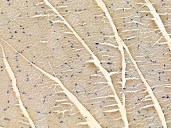Invitrogen Kir3.4 (KCNJ5) Polyclonal Antibody 100 &mu;L; Unconjugated:Antibodies,