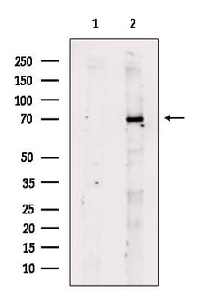 Invitrogen Kir3.4 (KCNJ5) Polyclonal Antibody 100 &mu;L; Unconjugated:Antibodies,