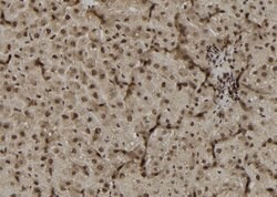 Invitrogen DUSP4 Polyclonal Antibody 100 &mu;L; Unconjugated:Antibodies,