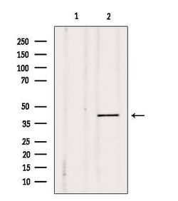 Invitrogen DUSP4 Polyclonal Antibody 100 &mu;L; Unconjugated:Antibodies,