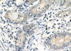 Invitrogen DUSP4 Polyclonal Antibody 100 &mu;L; Unconjugated:Antibodies,