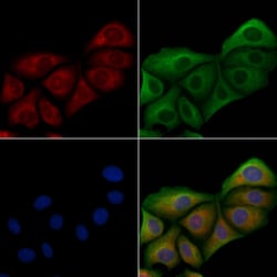 Invitrogen Mob3C Polyclonal Antibody 100 &mu;L; Unconjugated:Antibodies,