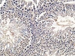 Invitrogen Mob3C Polyclonal Antibody 100 &mu;L; Unconjugated:Antibodies,