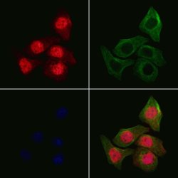 Invitrogen MPHOSPH1 Polyclonal Antibody 100 &mu;L; Unconjugated:Antibodies,
