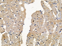 Invitrogen MPHOSPH1 Polyclonal Antibody 100 &mu;L; Unconjugated:Antibodies,