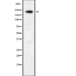 Invitrogen MPHOSPH1 Polyclonal Antibody 100 &mu;L; Unconjugated:Antibodies,