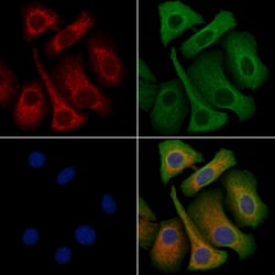 Invitrogen MRGPRF Polyclonal Antibody 100 &mu;L; Unconjugated:Antibodies,