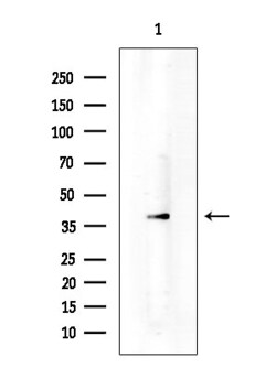 Invitrogen MRGPRF Polyclonal Antibody 100 &mu;L; Unconjugated:Antibodies,