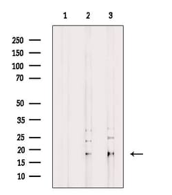 Invitrogen MYL9/MRLC2 Polyclonal Antibody 100 &mu;L; Unconjugated:Antibodies,